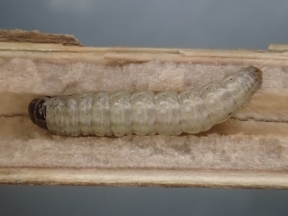 Myelois circumvoluta larva - inside Thistle stem Dave Shenton