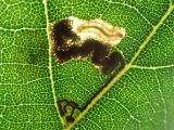 Ectoedemia heringella larva in mine on Holm Oak Dave Shenton