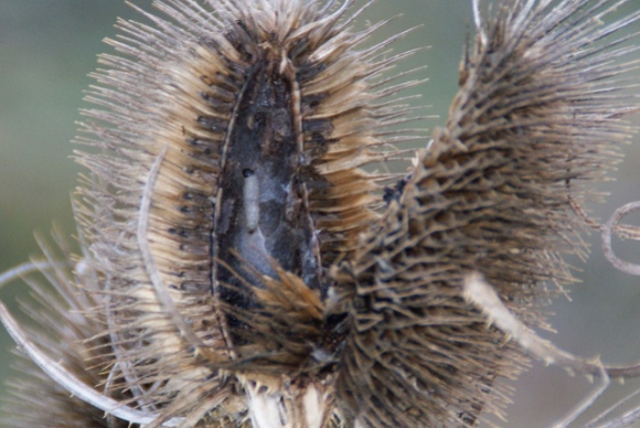 Endothenia gentianaeana larva in Teasel seed head Dave Shenton