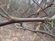 Lampronia fuscatella: gall, exit hole and frass on Birch